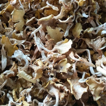 鸡油菌