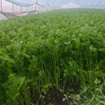 香芹条形好打捆货量大无病虫害按需求分拣打