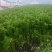 香芹条形好打捆货量大无病虫害按需求分拣打