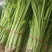 香芹条形好打捆货量大无病虫害按需求分拣打