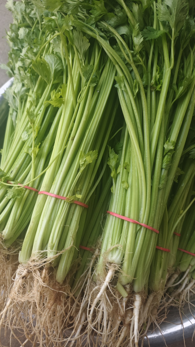 香芹条形好打捆货量大无病虫害按需求分拣打
