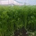 香芹条形好打捆货量大无病虫害按需求分拣打