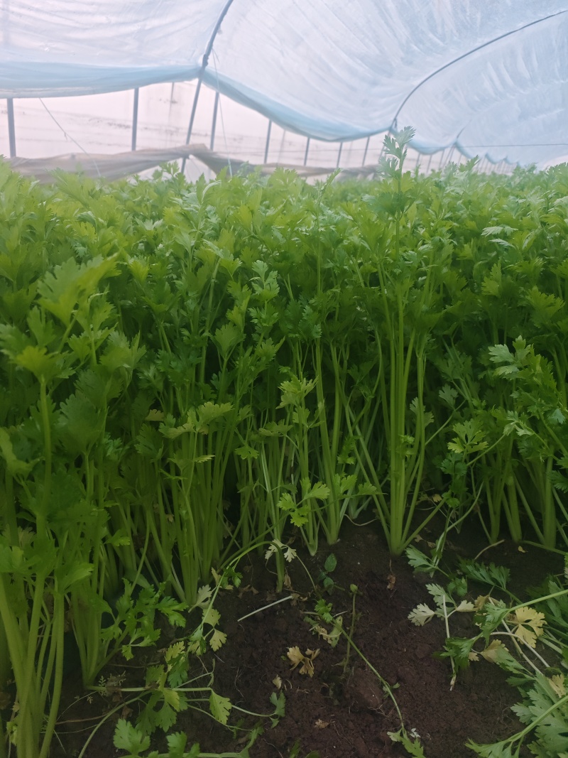 香芹条形好打捆货量大无病虫害按需求分拣打