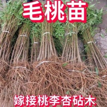 桃树苗毛桃苗桃树实生苗桃树占木苗