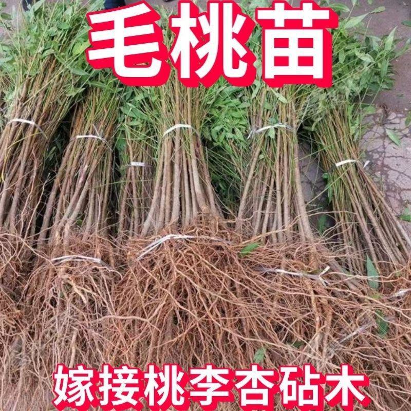 桃树苗毛桃苗桃树实生苗桃树占木苗