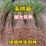 桃树苗毛桃苗桃树实生苗桃树占木苗