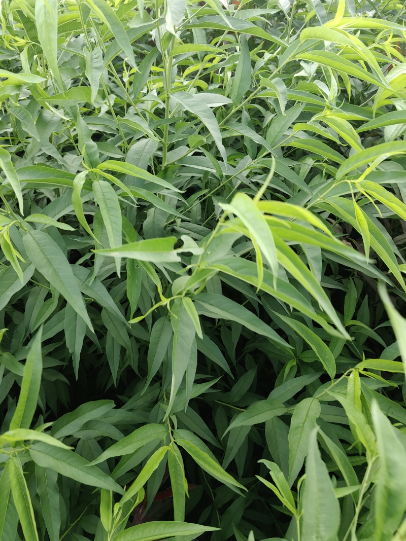 桃树苗毛桃苗桃树实生苗桃树占木苗