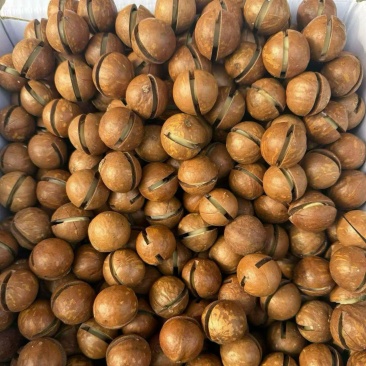 大量批发手捏夏威夷坚果，品质保证