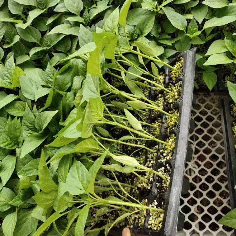 接受预定辣椒苗彩椒苗圆椒苗山东种植基地直供，保成活率纯度