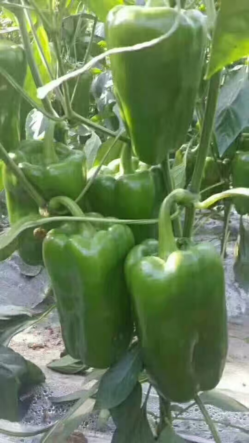 接受预定辣椒苗彩椒苗圆椒苗山东种植基地直供，保成活率纯度