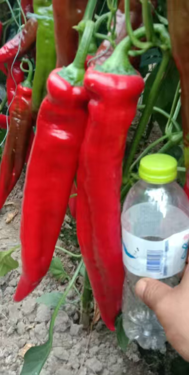 接受预定辣椒苗彩椒苗圆椒苗山东种植基地直供，保成活率纯度