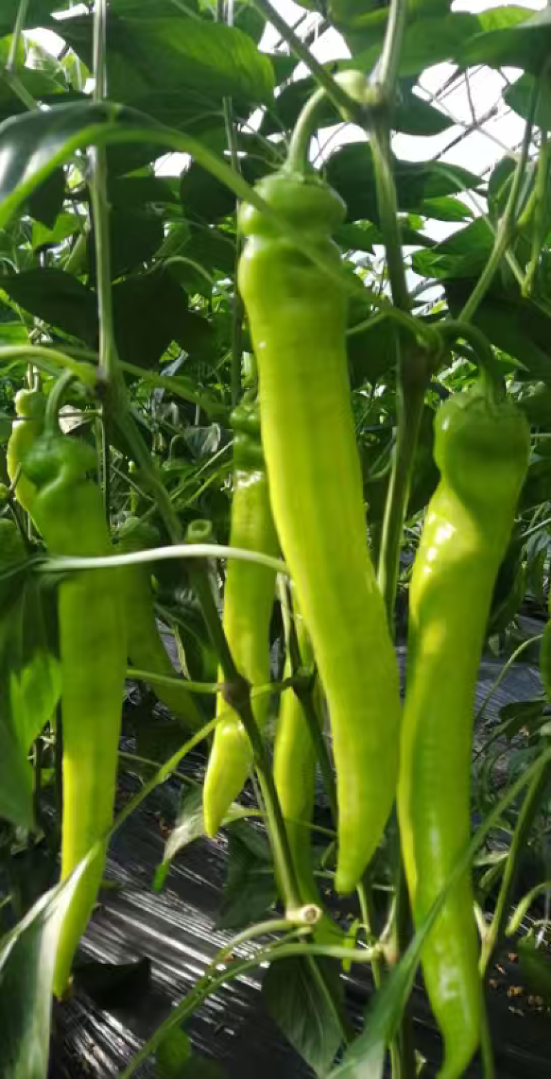 接受预定辣椒苗彩椒苗圆椒苗山东种植基地直供，保成活率纯度