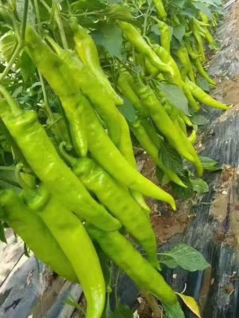 接受预定辣椒苗彩椒苗圆椒苗山东种植基地直供，保成活率纯度