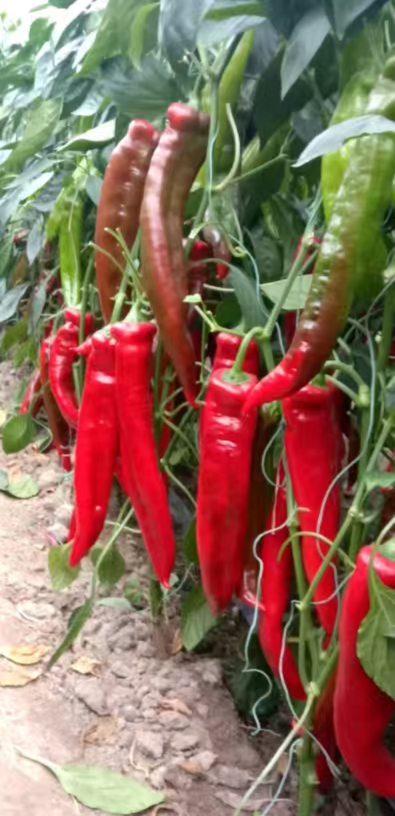 接受预定辣椒苗彩椒苗圆椒苗山东种植基地直供，保成活率纯度