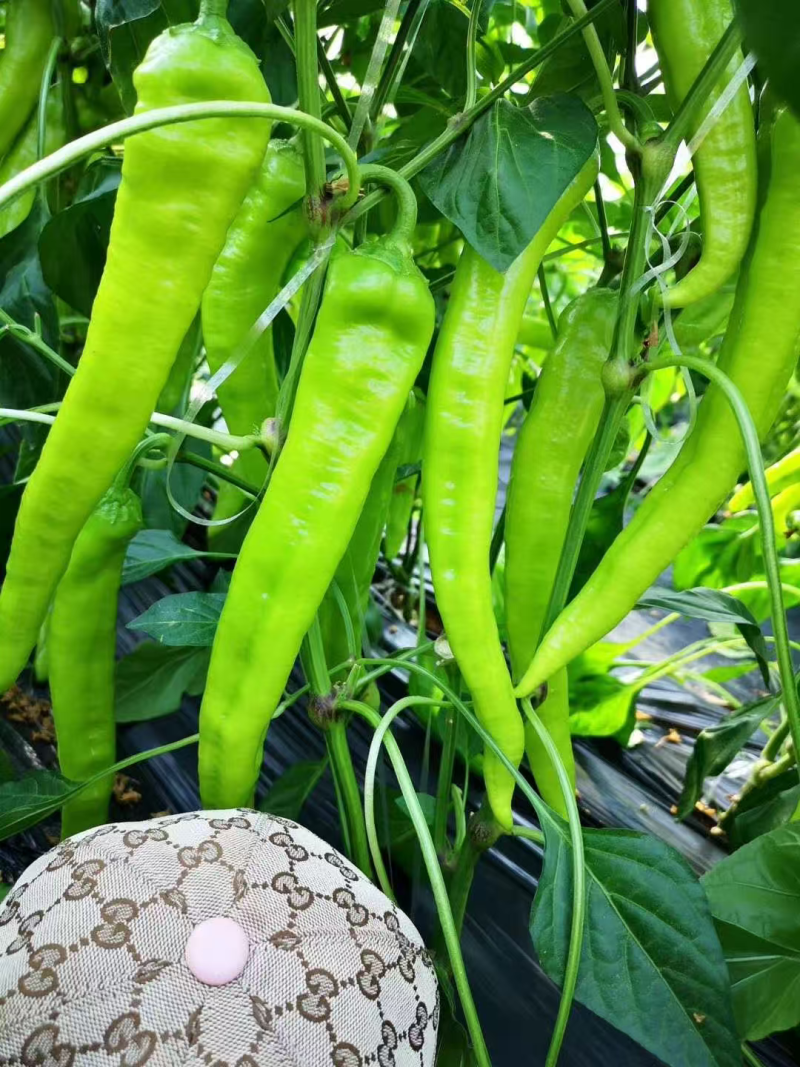接受预定辣椒苗彩椒苗圆椒苗山东种植基地直供，保成活率纯度