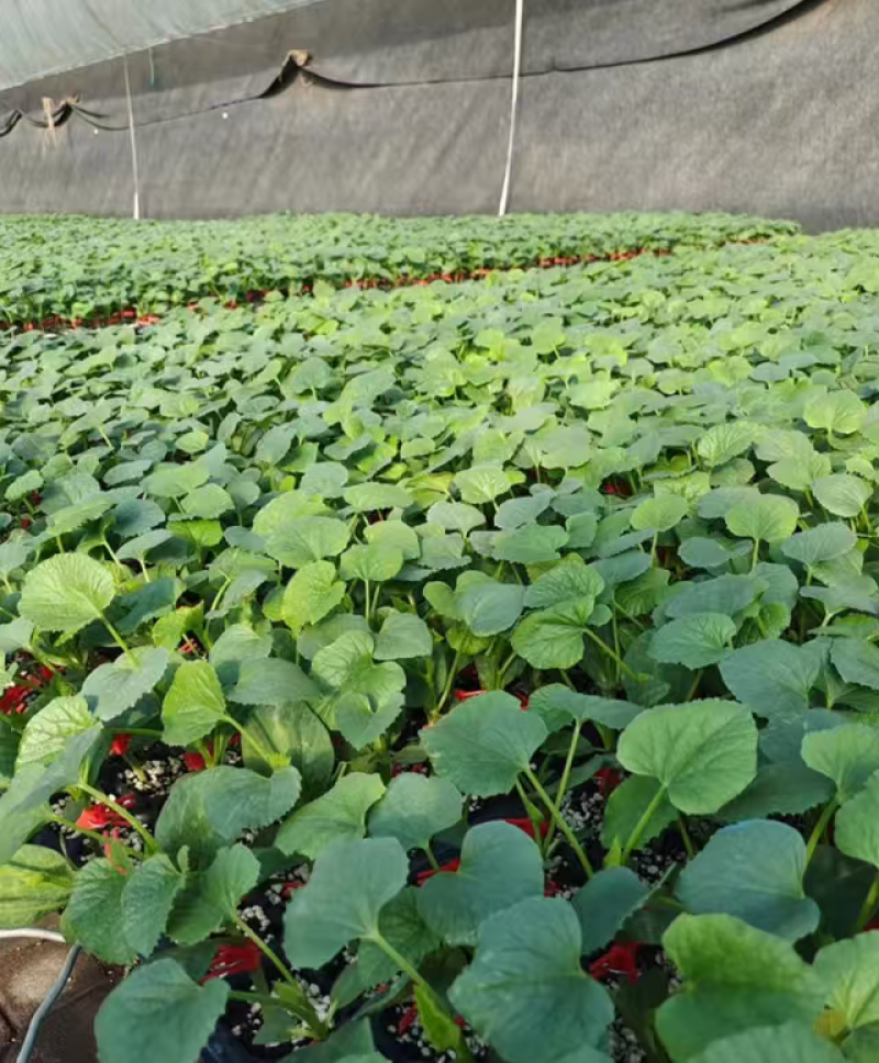 【预定苗厂供货】嫁接羊角蜜甜瓜苗基地直发货源充足