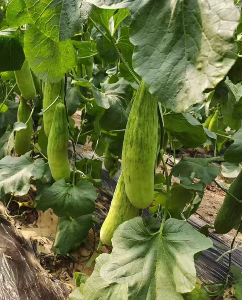 【预定苗厂供货】嫁接羊角蜜甜瓜苗基地直发货源充足
