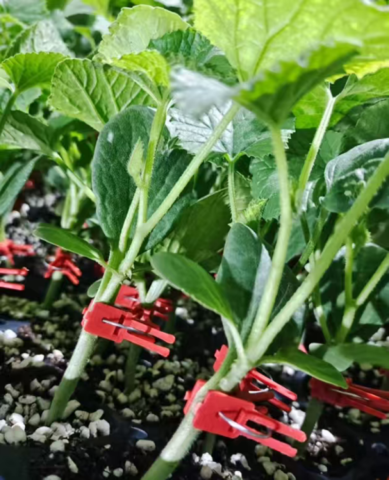 【预定苗厂供货】嫁接羊角蜜甜瓜苗基地直发货源充足