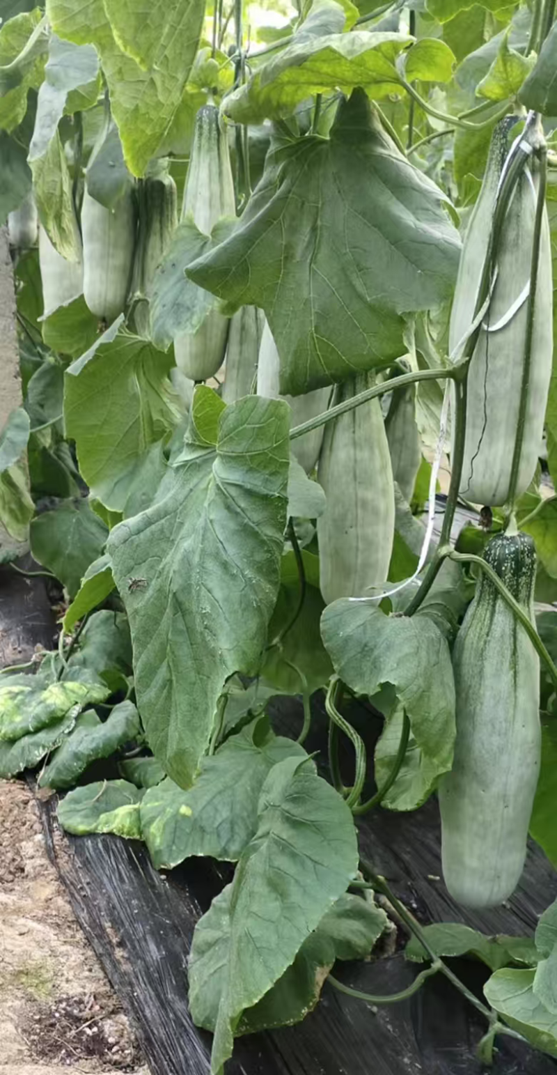 【预定苗厂供货】嫁接羊角蜜甜瓜苗基地直发货源充足