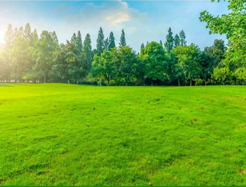狗牙根百慕大马尼拉高羊茅四季青草坪种子
