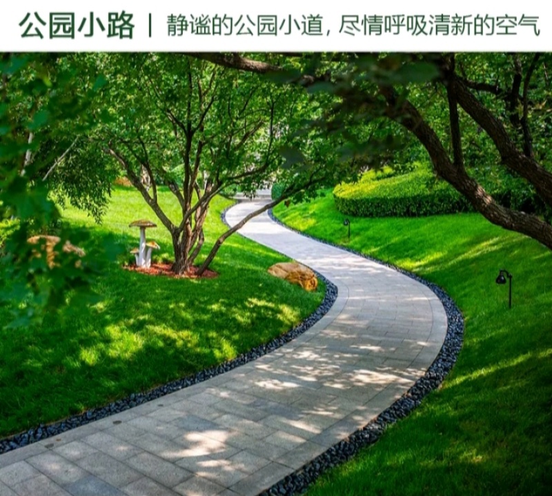 狗牙根百慕大马尼拉高羊茅四季青草坪种子
