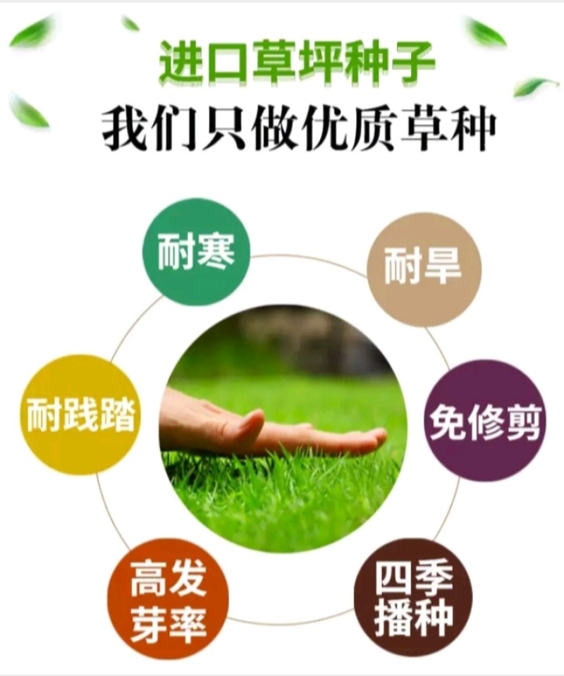 狗牙根百慕大马尼拉高羊茅四季青草坪种子