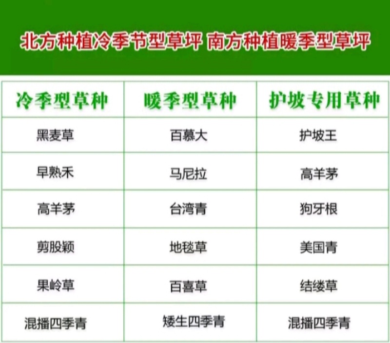 狗牙根百慕大马尼拉高羊茅四季青草坪种子
