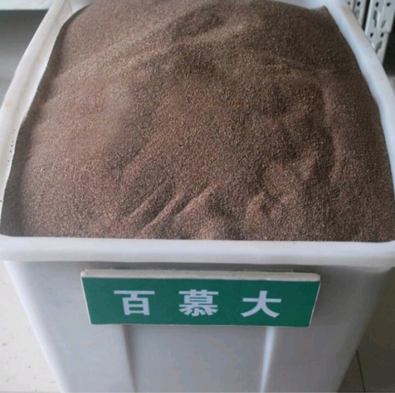 狗牙根百慕大马尼拉高羊茅四季青草坪种子