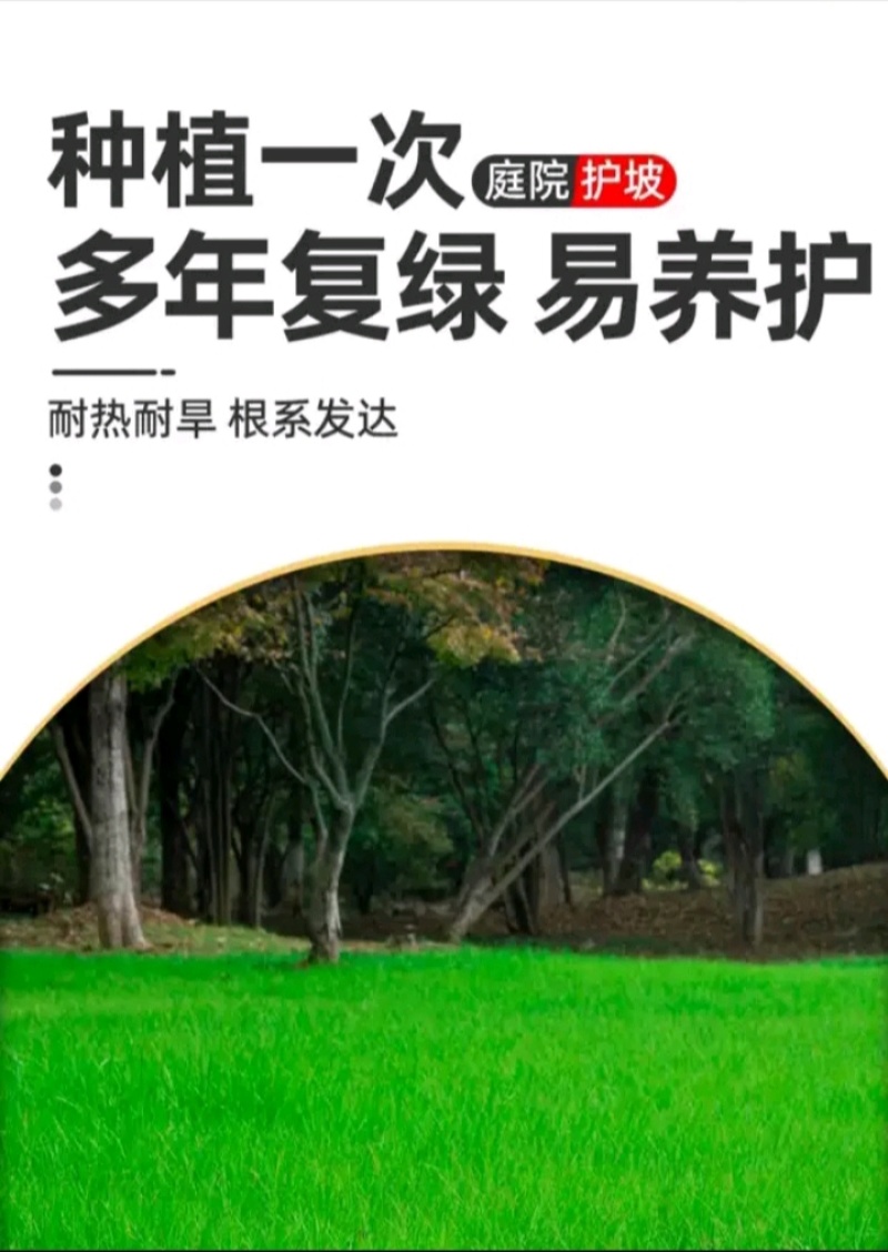 狗牙根百慕大马尼拉高羊茅四季青草坪种子