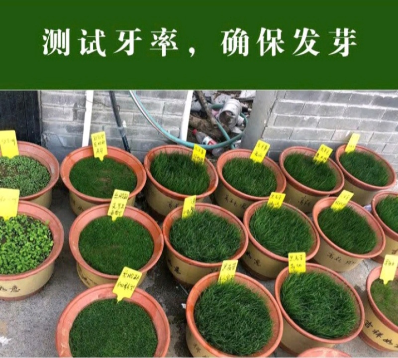 狗牙根百慕大马尼拉高羊茅四季青草坪种子