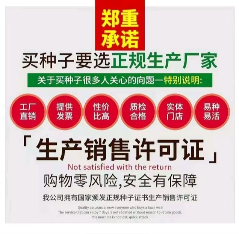 狗牙根百慕大马尼拉高羊茅四季青草坪种子