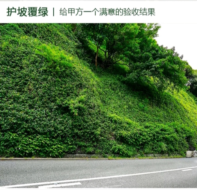 狗牙根百慕大马尼拉高羊茅四季青草坪种子