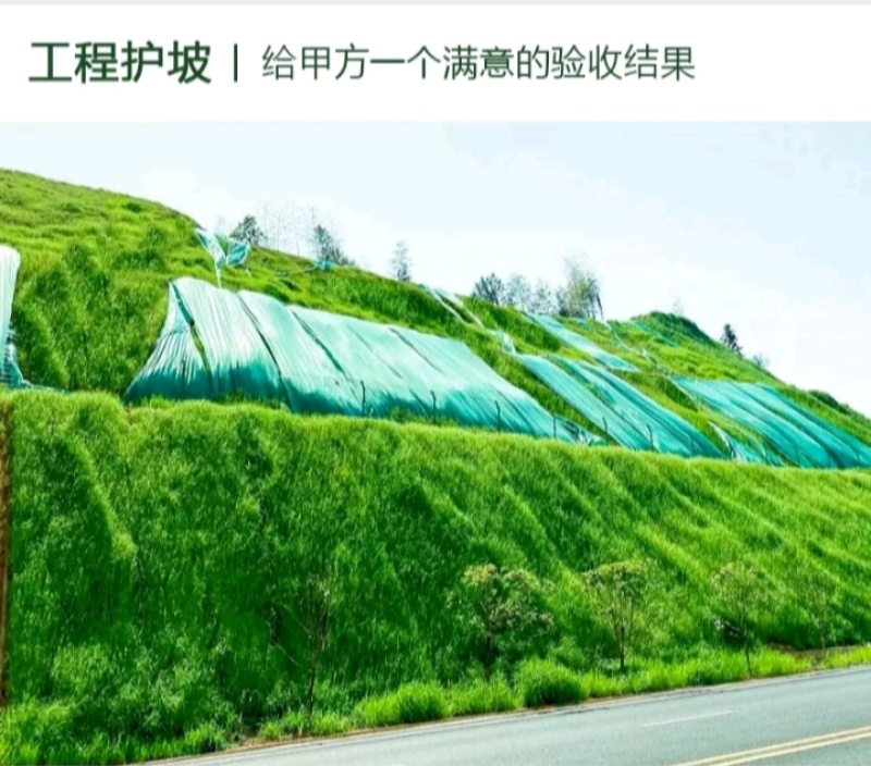 狗牙根百慕大马尼拉高羊茅四季青草坪种子