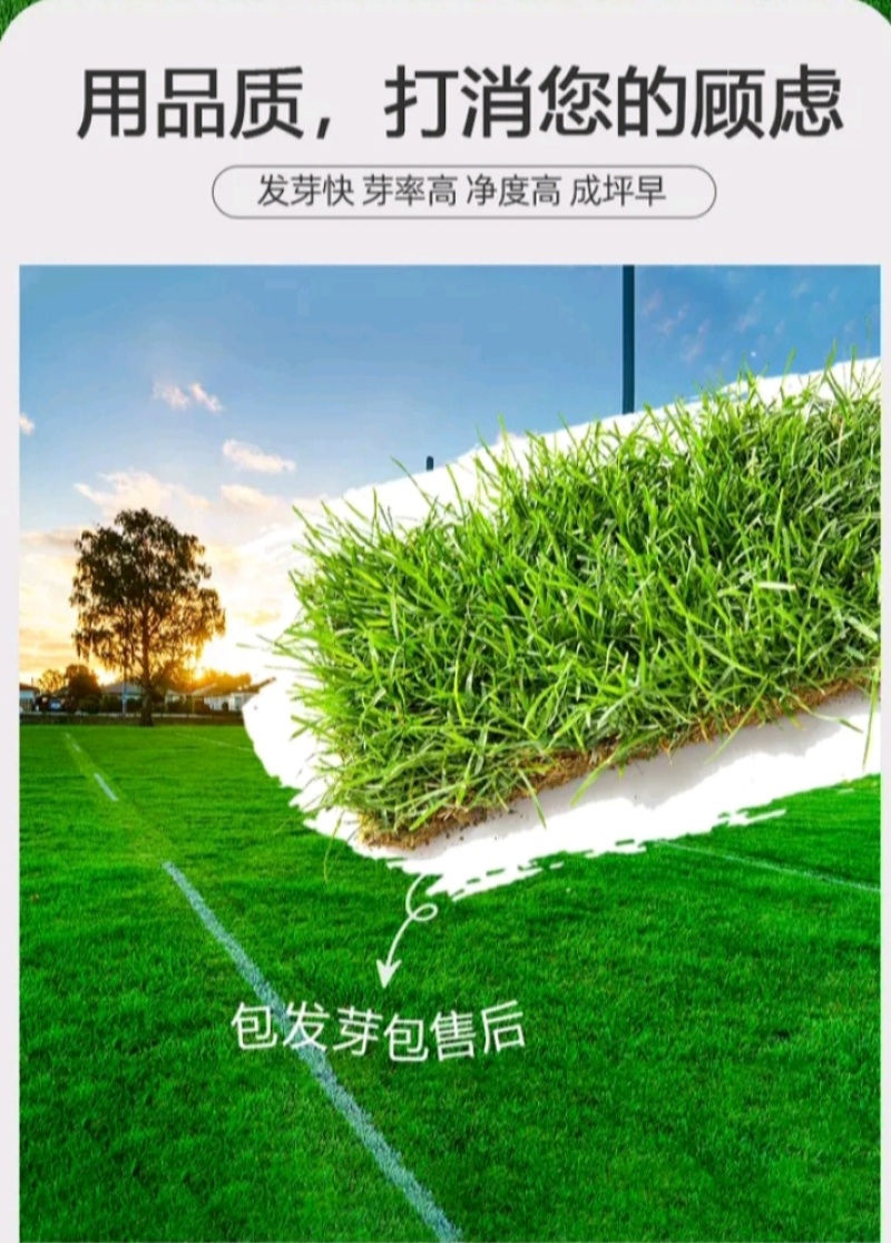 狗牙根百慕大马尼拉高羊茅四季青草坪种子