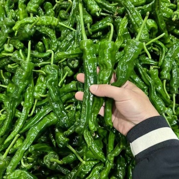 螺丝椒