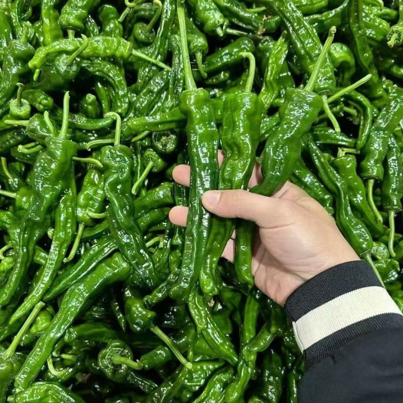螺丝椒
