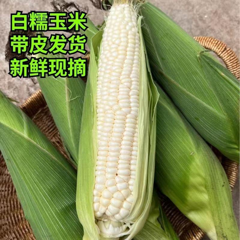 新鲜白糯玉米大量有货，现摘现发，欢迎各位老板来购买