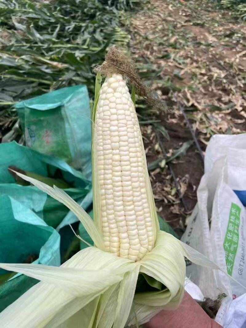 新鲜白糯玉米大量有货，现摘现发，欢迎各位老板来购买