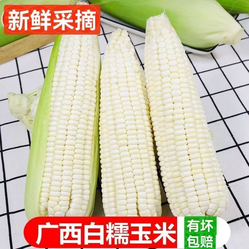 新鲜白糯玉米大量有货，现摘现发，欢迎各位老板来购买