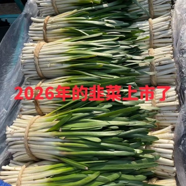 白根韭菜！懂货的来