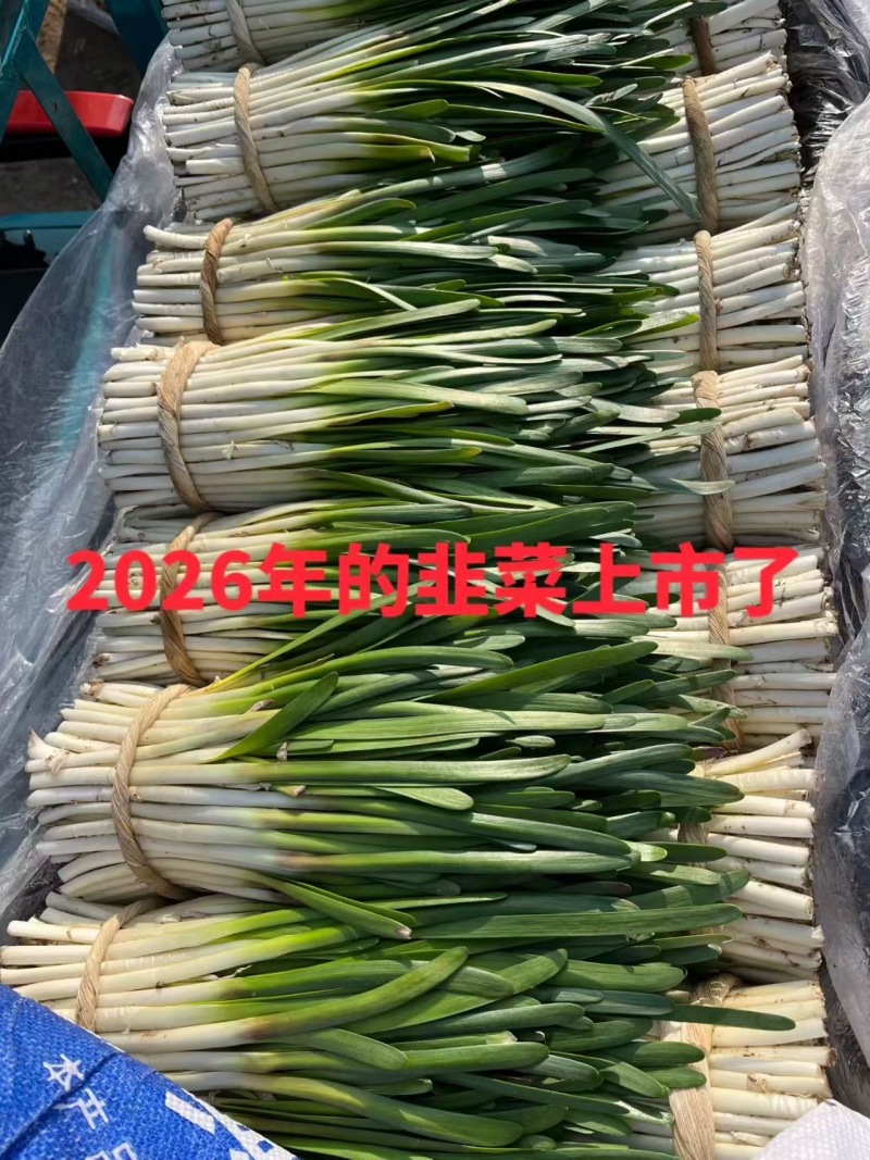 白根韭菜！懂货的来