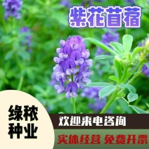 多年生紫花苜蓿种子猪牛羊兔鸡鸭鹅四季牧草苜蓿草鱼草种子