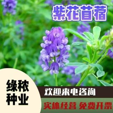 多年生紫花苜蓿种子猪牛羊兔鸡鸭鹅四季牧草苜蓿草鱼草种子