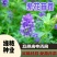多年生紫花苜蓿种子猪牛羊兔鸡鸭鹅四季牧草苜蓿草鱼草种子