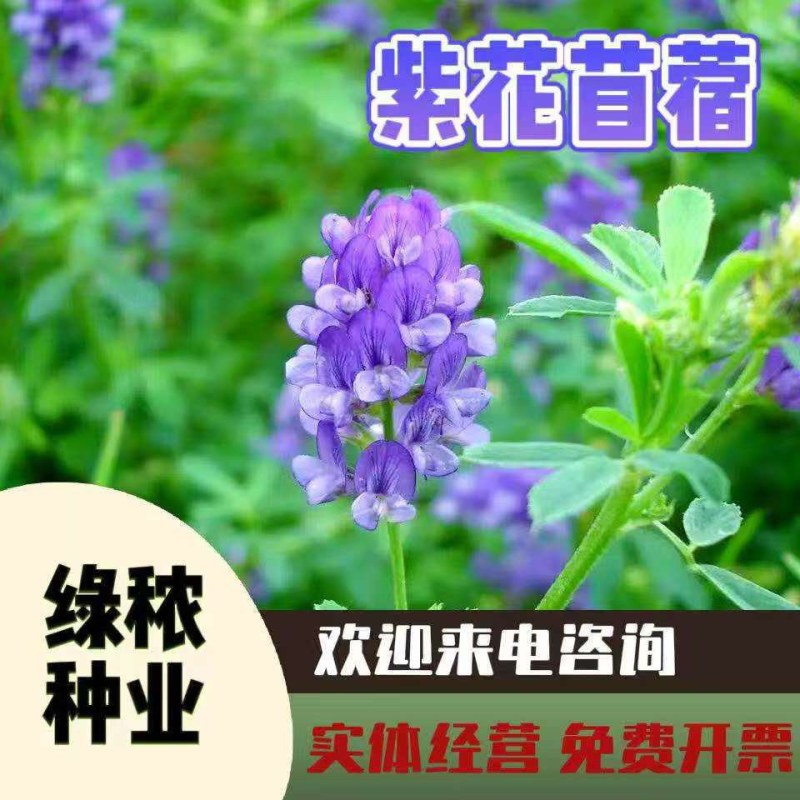 多年生紫花苜蓿种子猪牛羊兔鸡鸭鹅四季牧草苜蓿草鱼草种子