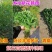 多年生紫花苜蓿种子猪牛羊兔鸡鸭鹅四季牧草苜蓿草鱼草种子