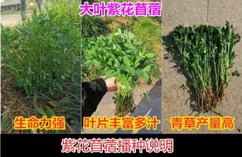 多年生紫花苜蓿种子猪牛羊兔鸡鸭鹅四季牧草苜蓿草鱼草种子