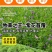 多年生紫花苜蓿种子猪牛羊兔鸡鸭鹅四季牧草苜蓿草鱼草种子