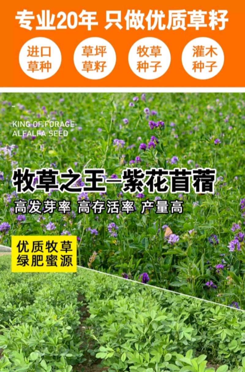 多年生紫花苜蓿种子猪牛羊兔鸡鸭鹅四季牧草苜蓿草鱼草种子