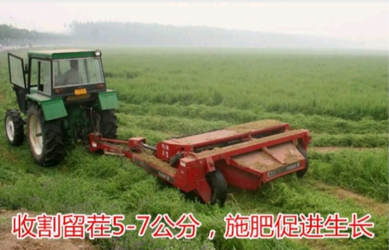 多年生紫花苜蓿种子猪牛羊兔鸡鸭鹅四季牧草苜蓿草鱼草种子